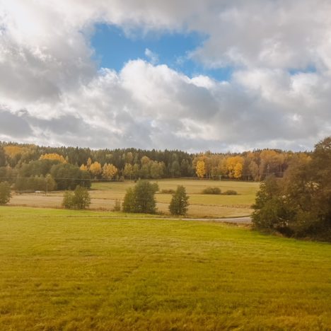 Everything You Need to Know About Visiting Skansen