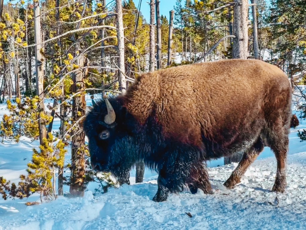 Bison in Yellowstone in the winter 